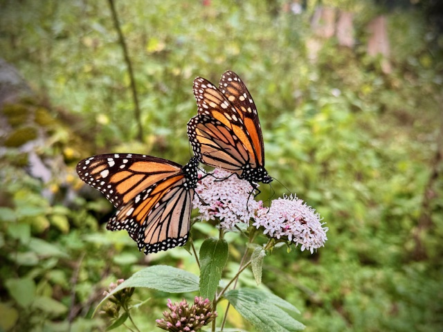 What Makes a Nurse? Are We All&nbsp;Alike?